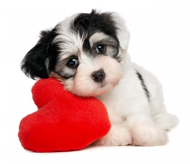 Small dog red heart black free wallpaper - medium preview image