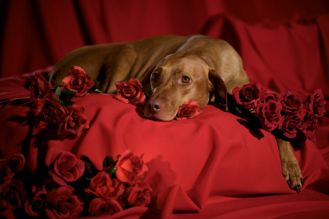 Dog red sheet roses neck free wallpaper - medium preview image