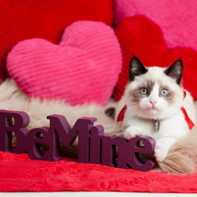 Cat sitting bed name sign free wallpaper - medium preview image