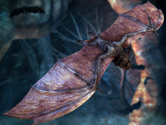Bat flying wings spread head #2 free wallpaper - medium preview image