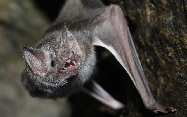 Hanging bat open mouth sharp free wallpaper - medium preview image