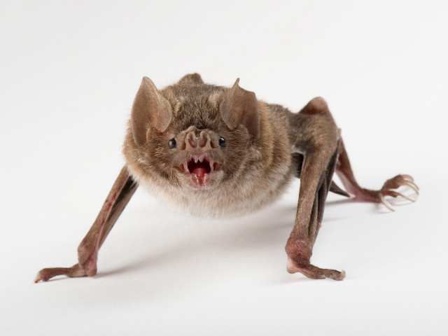 Bat mouth open teeth wide free wallpaper - medium preview image