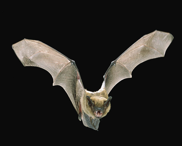 Bat wings open mouth teeth free wallpaper - medium preview image