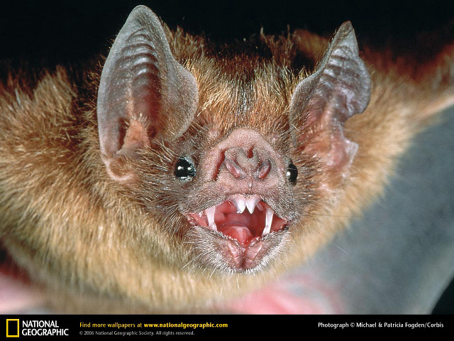 Bat mouth open teeth wide #2 free wallpaper - medium preview image