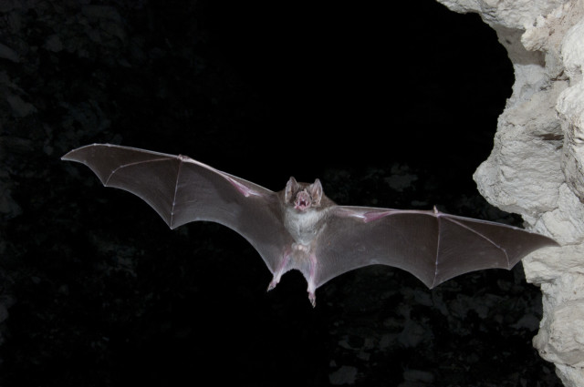 Bat flying night rocky cliff free wallpaper for desktop - medium preview image