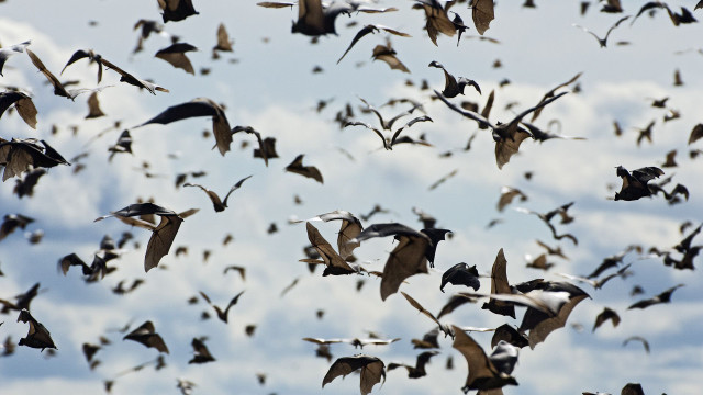Flock birds flying cloudy sky #8 free wallpaper - medium preview image