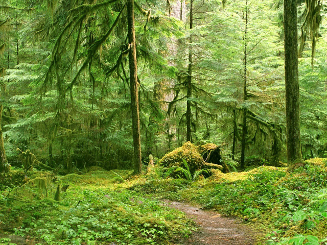 Forest path trees plants nature free wallpaper - medium preview image
