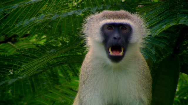 Monkey open mouth tree leaves free wallpaper - medium preview image