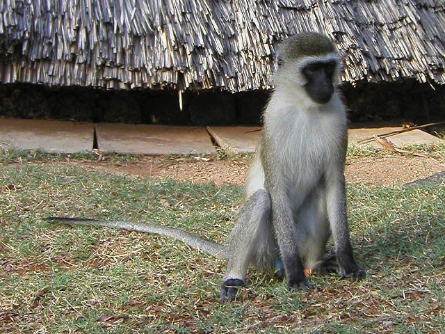Monkey sitting hut grass straw free wallpaper - medium preview image