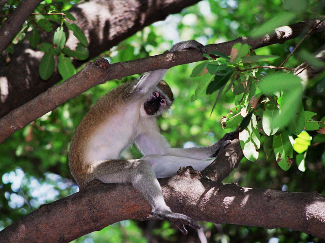 Monkey sitting tree branch mouth free wallpaper - medium preview image