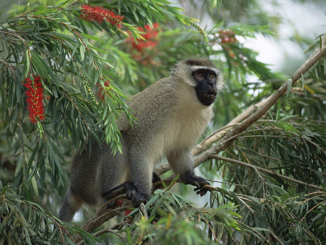 Monkey tree branch red berries free wallpaper - medium preview image
