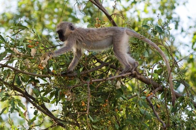Monkey walking tree branch berries free wallpaper - medium preview image