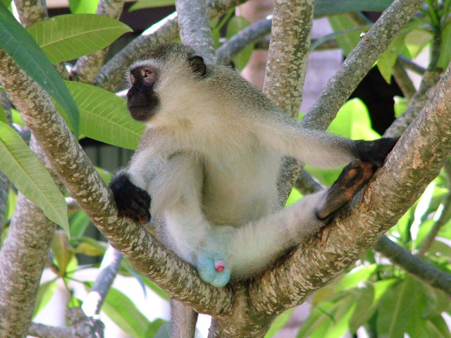 Monkey sitting tree looking distance free wallpaper - medium preview image