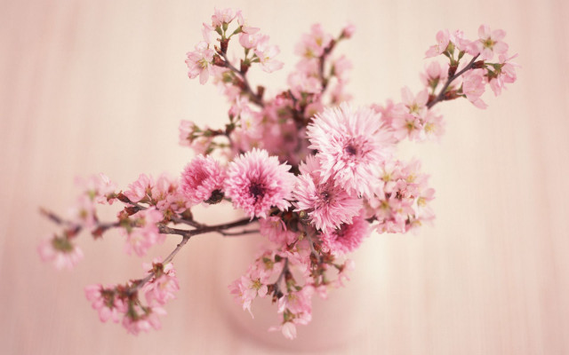 Vase filled pink flowers table free wallpaper - medium preview image