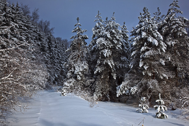 Snowy path woods trees snowflakes free wallpaper - medium preview image