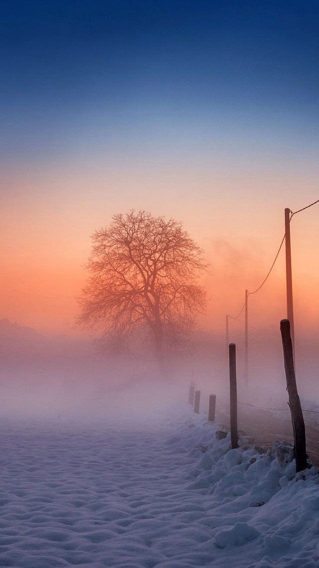 Foggy field tree fence wirepost free wallpaper - medium preview image