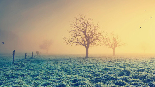 Foggy field tree birds flying free wallpaper - medium preview image
