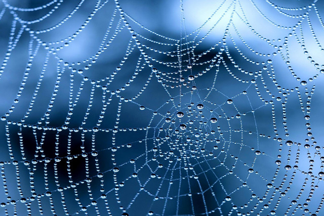Spider web water drops window free wallpaper - medium preview image
