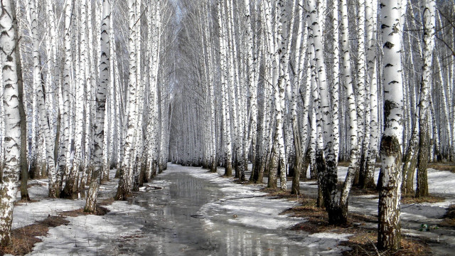Snowy path grove trees water free wallpaper - medium preview image
