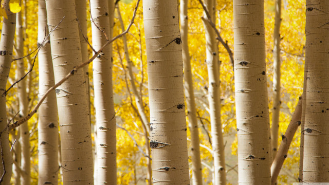 Grove yellow leaves bird perched free wallpaper - medium preview image