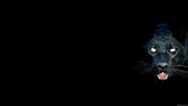 Black panther mouth open glowing free wallpaper - medium preview image