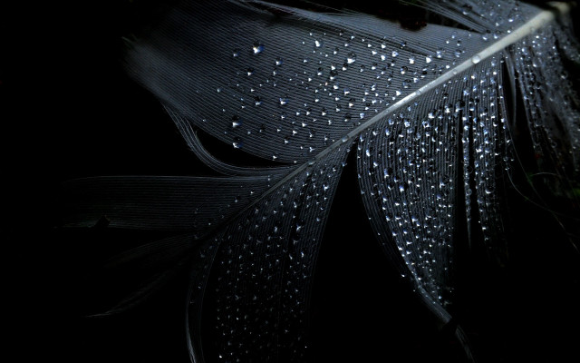 Feather water droplets black white free wallpaper - medium preview image