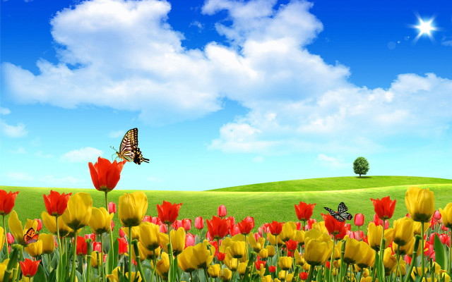 Flower field butterfly blue sky #2 free wallpaper - medium preview image
