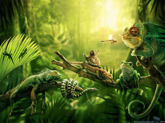 Animals branch jungle lizard group free wallpaper - medium preview image