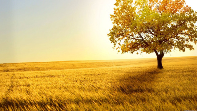 Lone tree golden grass sunset #3 free wallpaper - medium preview image