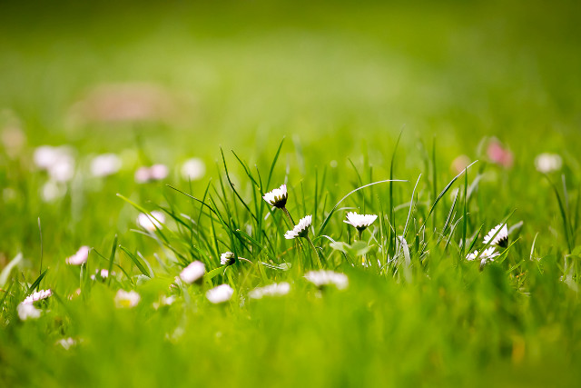 Field grass white flowers blurry free wallpaper - medium preview image
