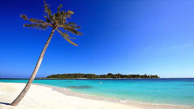 Palm tree beach blue sky #13 free wallpaper - medium preview image