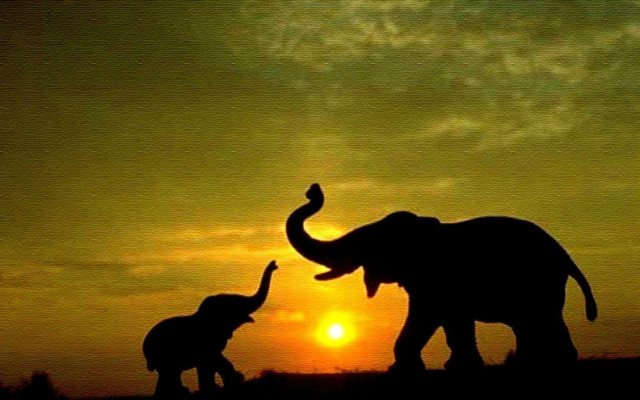 Elephants sunset field couple standing #2 free wallpaper - medium preview image