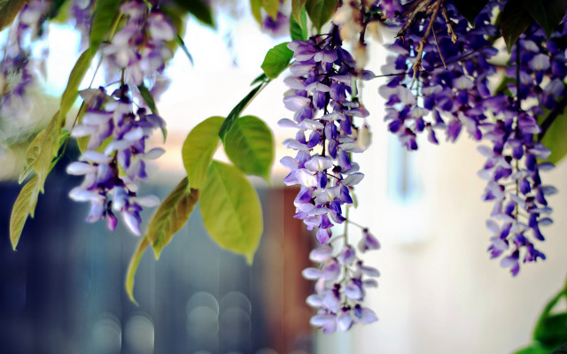 Purple flowers hanging tree branch #4 free wallpaper - medium preview image