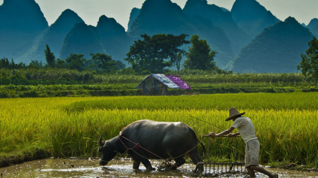Man plowing field buffalo house free wallpaper - medium preview image
