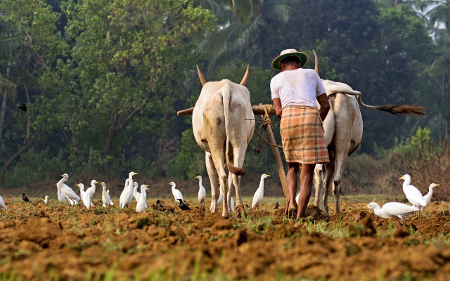 Man plowing field cows birds free wallpaper - medium preview image