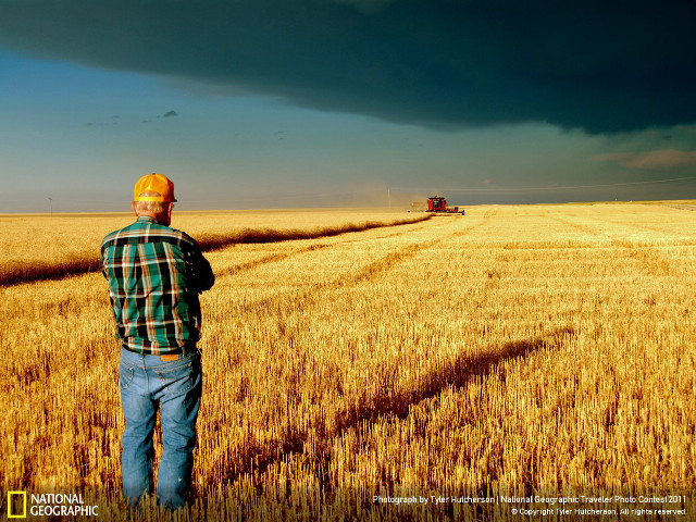 Man field wheat cloudy sky free wallpaper - medium preview image