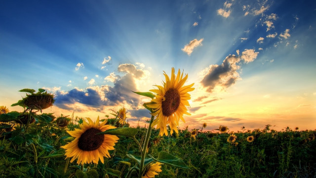 Sunflower field sunset clouds sky #3 free wallpaper - medium preview image