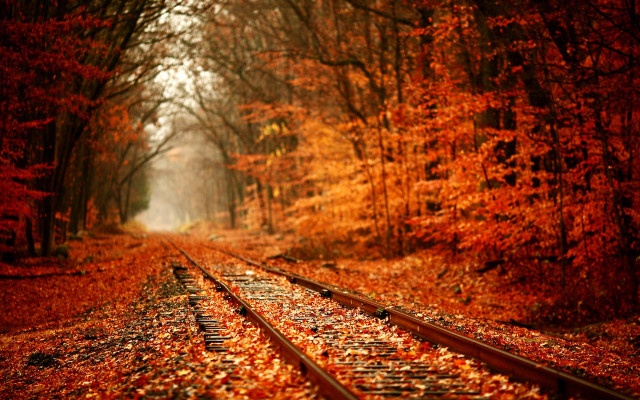 Train track forest leaves light #2 free wallpaper - medium preview image