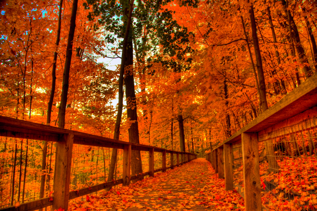 Autumn leaves woods fence bridge free wallpaper - medium preview image