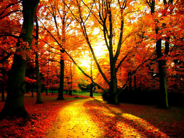 Park path orange leaves sunlight free wallpaper - medium preview image