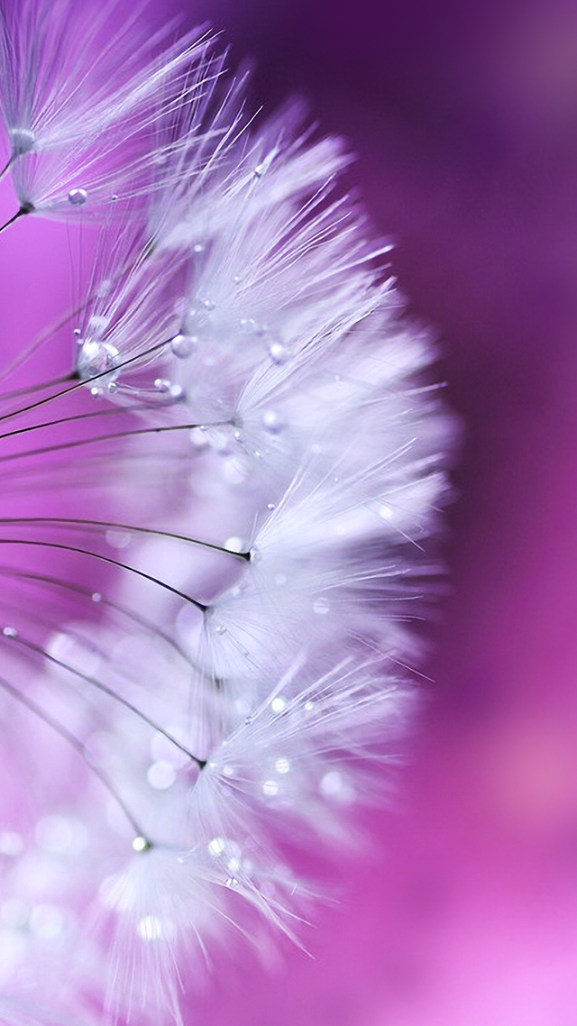 Dandelion water droplets purple background free wallpaper - medium preview image