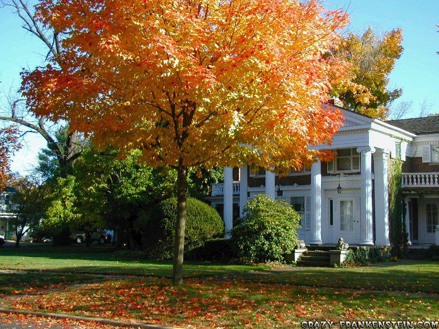Large white house tree cars free wallpaper - medium preview image