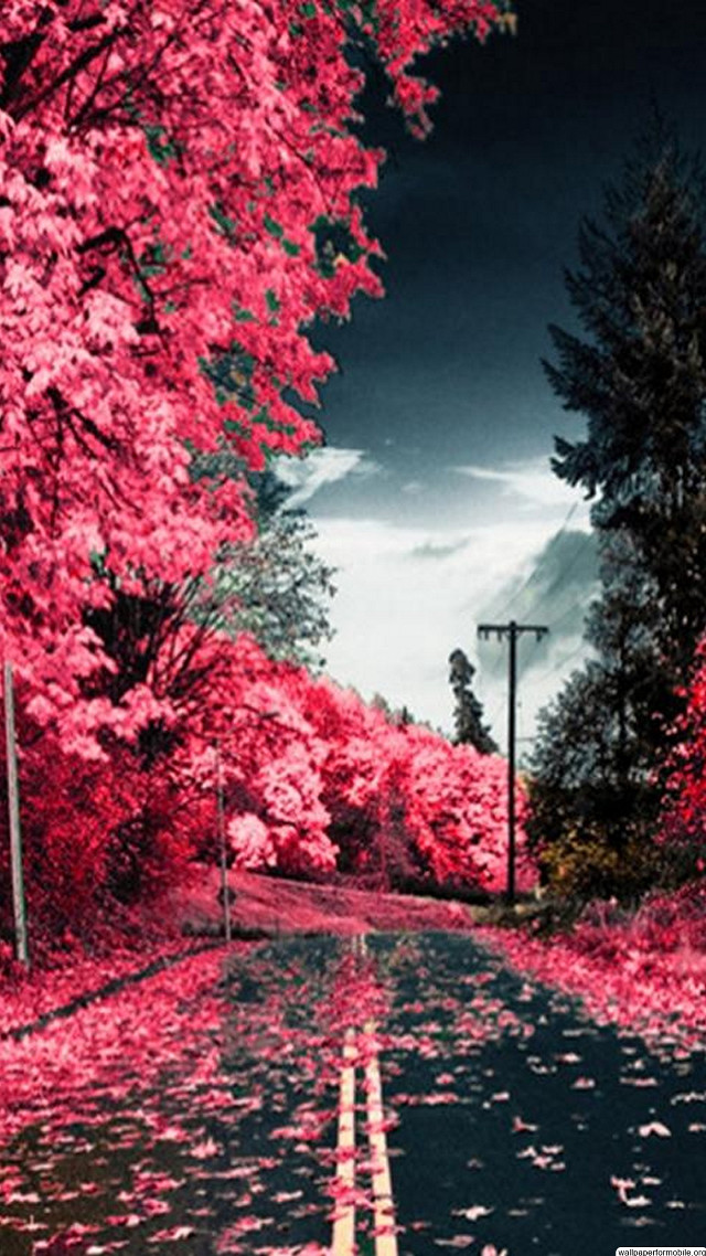 Red leaves street light pink free wallpaper - medium preview image