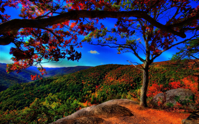 Tree hill mountains background blue free wallpaper - medium preview image