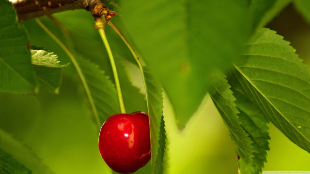 Red berry green leafy tree free wallpaper - medium preview image