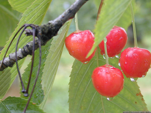 Three cherries hanging from tree free wallpaper - medium preview image