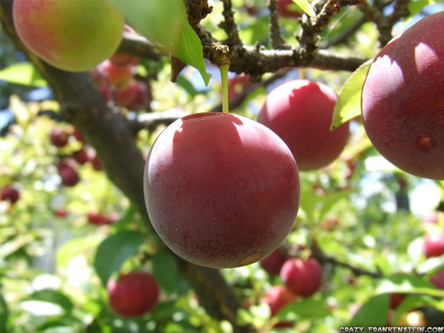 Tree apples closeup branches leaves free wallpaper - medium preview image