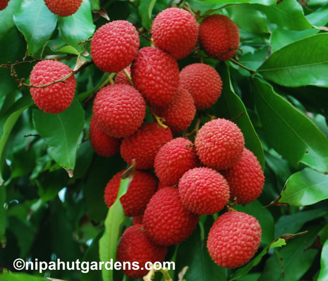 Red berries tree branch leaves #2 free wallpaper - medium preview image