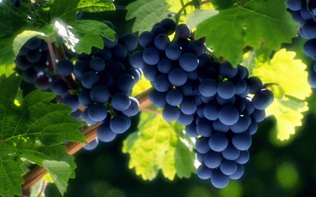 Grapes hanging vine vineyard green #2 free wallpaper - medium preview image