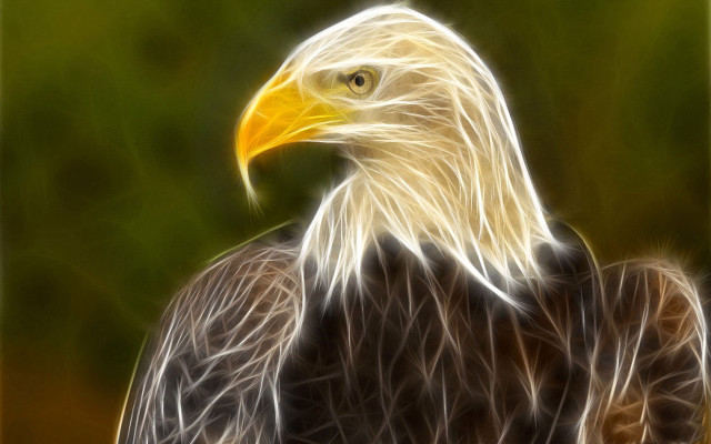 Bald eagle yellow head green free wallpaper - medium preview image